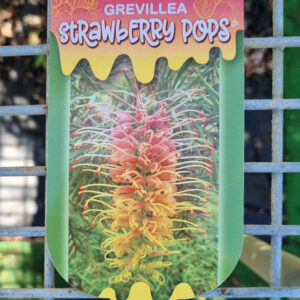 Grevillea Strawberry Pops 140mm