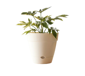 Leonard Self Watering Pot White [Sz:18cm]