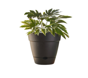 Leonard Self Watering Pot Black [Sz:18cm]