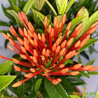 Ixora Dwarf Orange 140mm