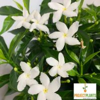 Tabernaemontana Little Emerald 140mm