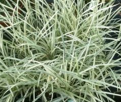 Ophiopogon intermedians / Variegated Mondo Grass 125mm