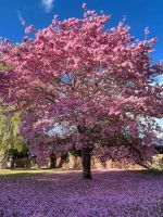 Tabebuia palmeri / Pink Trumpet Tree 200mm