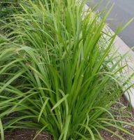 Lomandra hystrix / Mat Rush 125mm