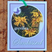 Grevillea Sunkissed 140mm