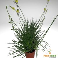 Bulbine bulbosa 200mm