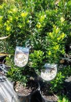 Raphiolepis Snow Maiden / Indian Hawthorn 140mm