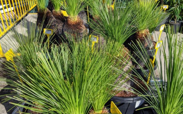 The Iconic Grass Tree – Xanthorrhoea johnsonii