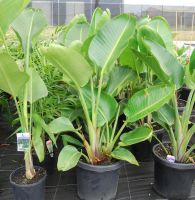 Strelitzia nicolai / Giant Bird of Paradise 200mm