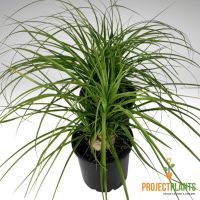 Beaucarnea recurvata / Ponytail Palm 200mm