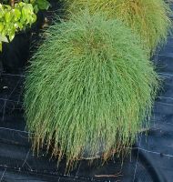 Casuarina glauca Cousin It 140mm