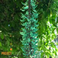 Strongylodon macrobotrys / Jade Vine 140mm
