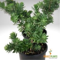 Callistemon Little John / Bottlebrush 140mm