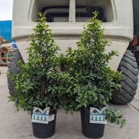 Syzygium Straight and Narrow / Lilly Pilly 200mm