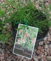 Grevillea Lilliane 140mm