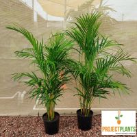 Dypsis lutescens / Golden Cane Palm 200mm