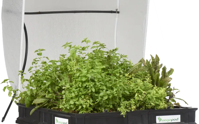 Want an easy way to grow your own herbs and vegetables in Townsville?
