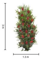 Callistemon Slim / Bottlebrush 140mm