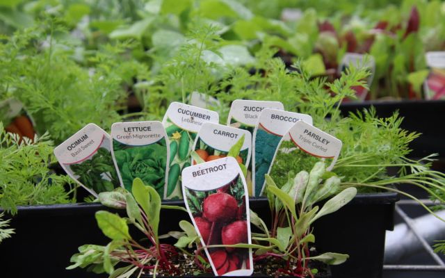 Growing Vegetables/herbs in Townsville!  What do I plant and when?