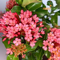 Ixora Dwarf Pink 140mm