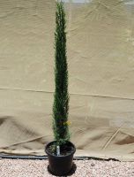 Cupressus sempervirens glauca / Pencil Pine 200mm