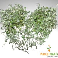Dichondra argentea / Silver Falls 125-140mm