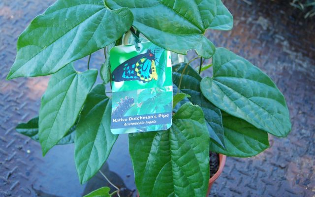 The Birds and the Butterflies