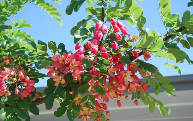 Commercial Landscaping