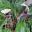 Bat Plants – A unique and stunning plant 