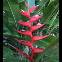 Heliconia Hot Rio Nights 300mm