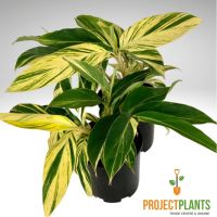 Alpinia zerumbet Var / Variegated Shell Ginger 200mm