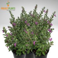 Leucophyllum frutescens / Lavender Lights 140mm