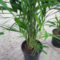 Ptychosperma macarthurii / Macarthur Palm 200mm