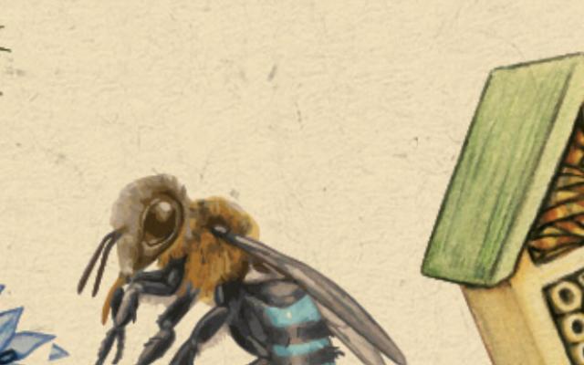 Ensuring Native and European Bees Thrive with the Perfect Mix of Native and Exotic Plants in Townsville gardens.